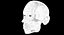 Full Head Muscle Anatomy