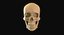 Full Head Muscle Anatomy