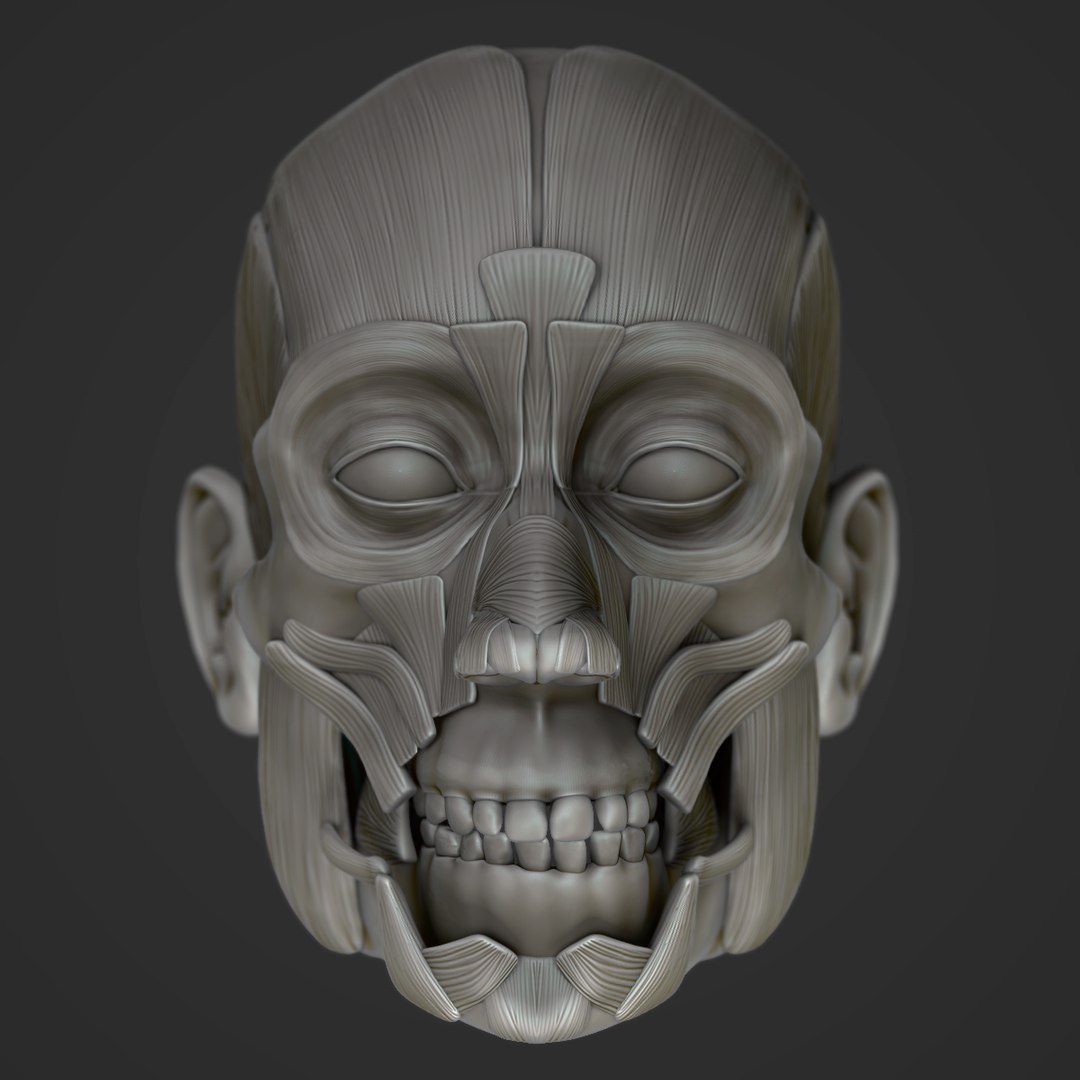 modeled muscles face anatomy 3D https://p.turbosquid.com/ts-thumb/Uo/Ui6HTQ/t3bSxDJY/3/png/1563093196/1920x1080/fit_q87/69aae073bc8277ffa547c2465a66198aa4b2493d/3.jpg