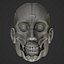 Full Head Muscle Anatomy