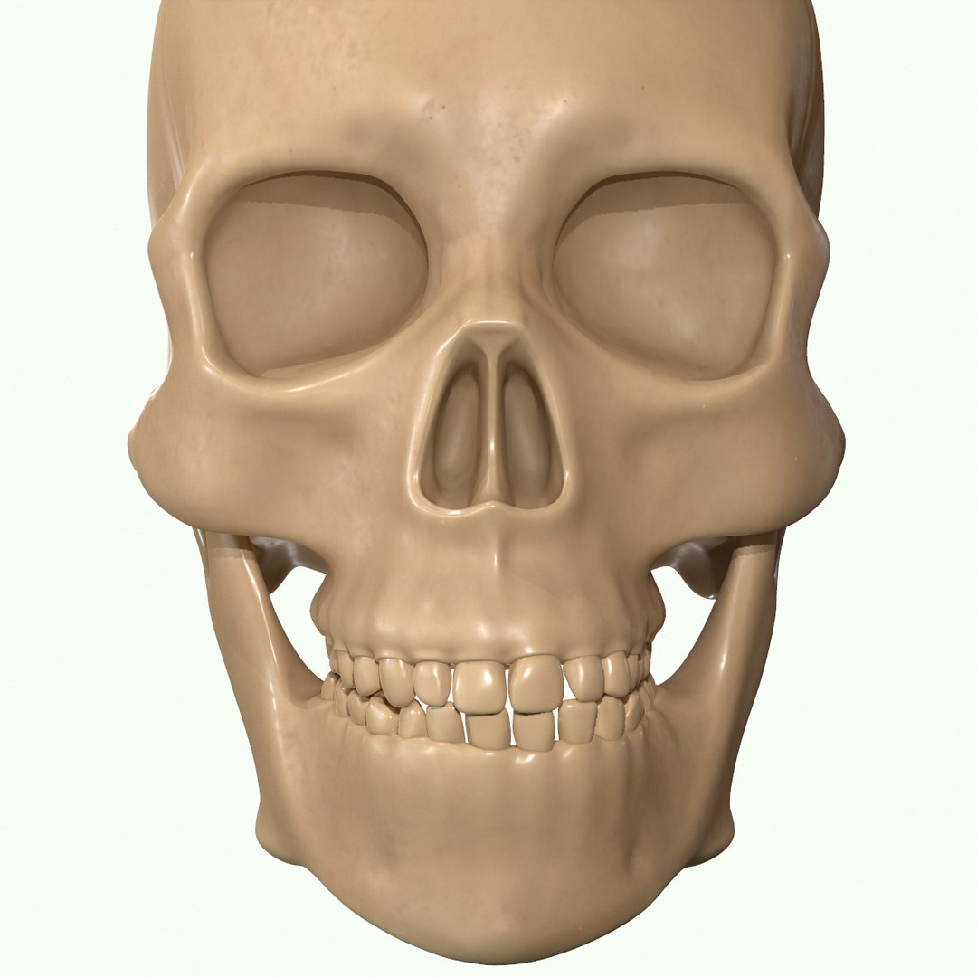 modeled muscles face anatomy 3D https://p.turbosquid.com/ts-thumb/Uo/Ui6HTQ/teTP9GSP/25/png/1560428775/1920x1080/fit_q87/15a50acd5d3edc6fb426514695d859be29073f50/25.jpg