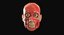 Full Head Muscle Anatomy