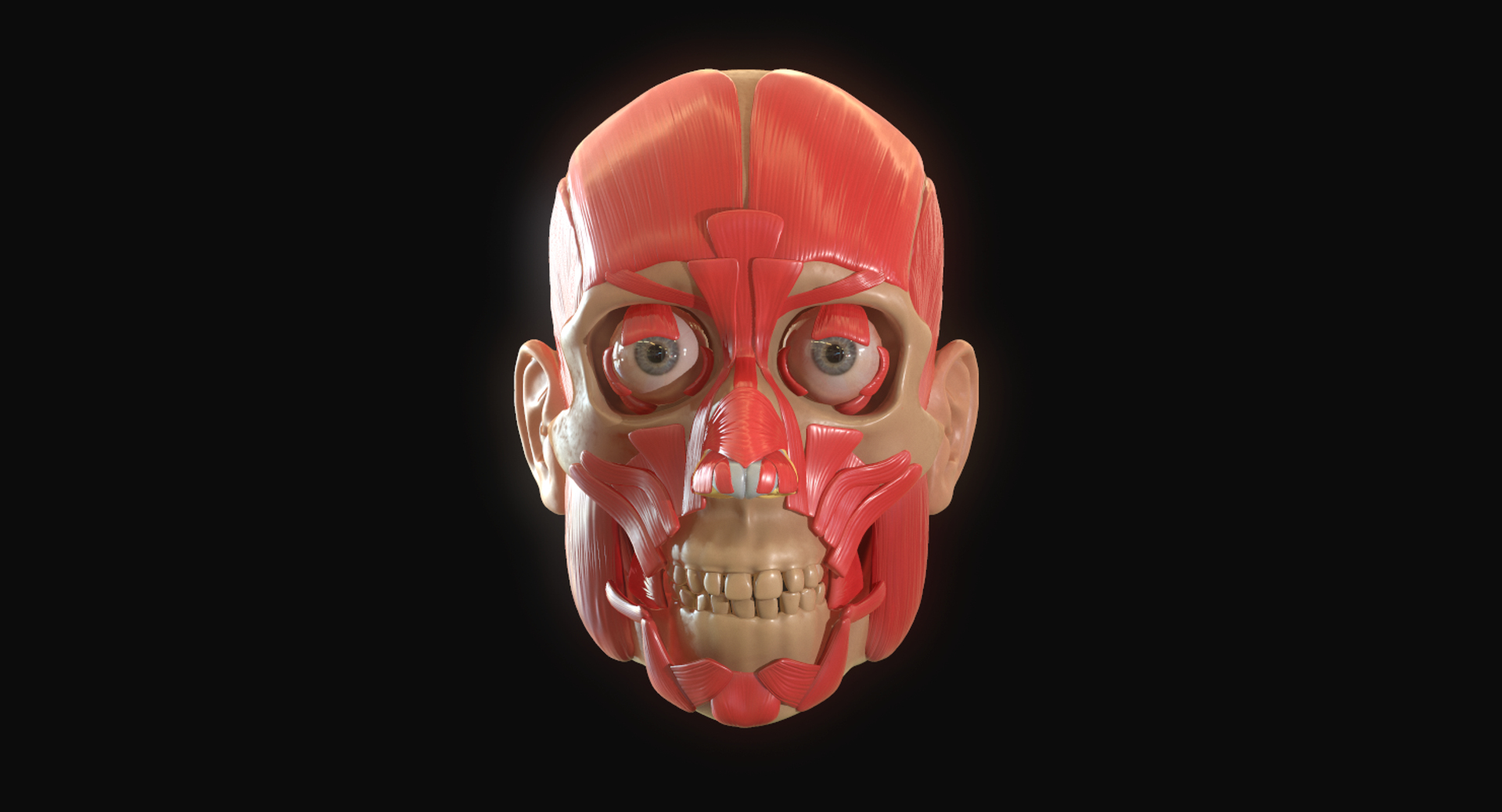 modeled muscles face anatomy 3D https://p.turbosquid.com/ts-thumb/Uo/Ui6HTQ/wC6swFvk/1/png/1560440478/1920x1080/turn_fit_q99/250de044305060206ee0956e6fa90a79f62c4819/1-1.jpg