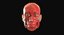 Full Head Muscle Anatomy
