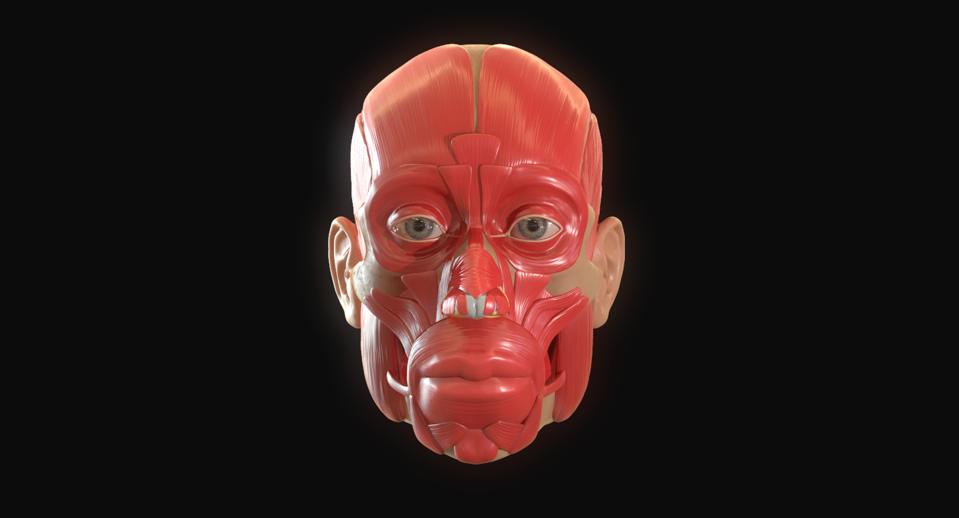 modeled muscles face anatomy 3D https://p.turbosquid.com/ts-thumb/Uo/Ui6HTQ/wW1xumOM/1/png/1560440533/1920x1080/turn_fit_q99/1c8eb4419c267ebb2809b27b5f493b8ac38e803c/1-1.jpg