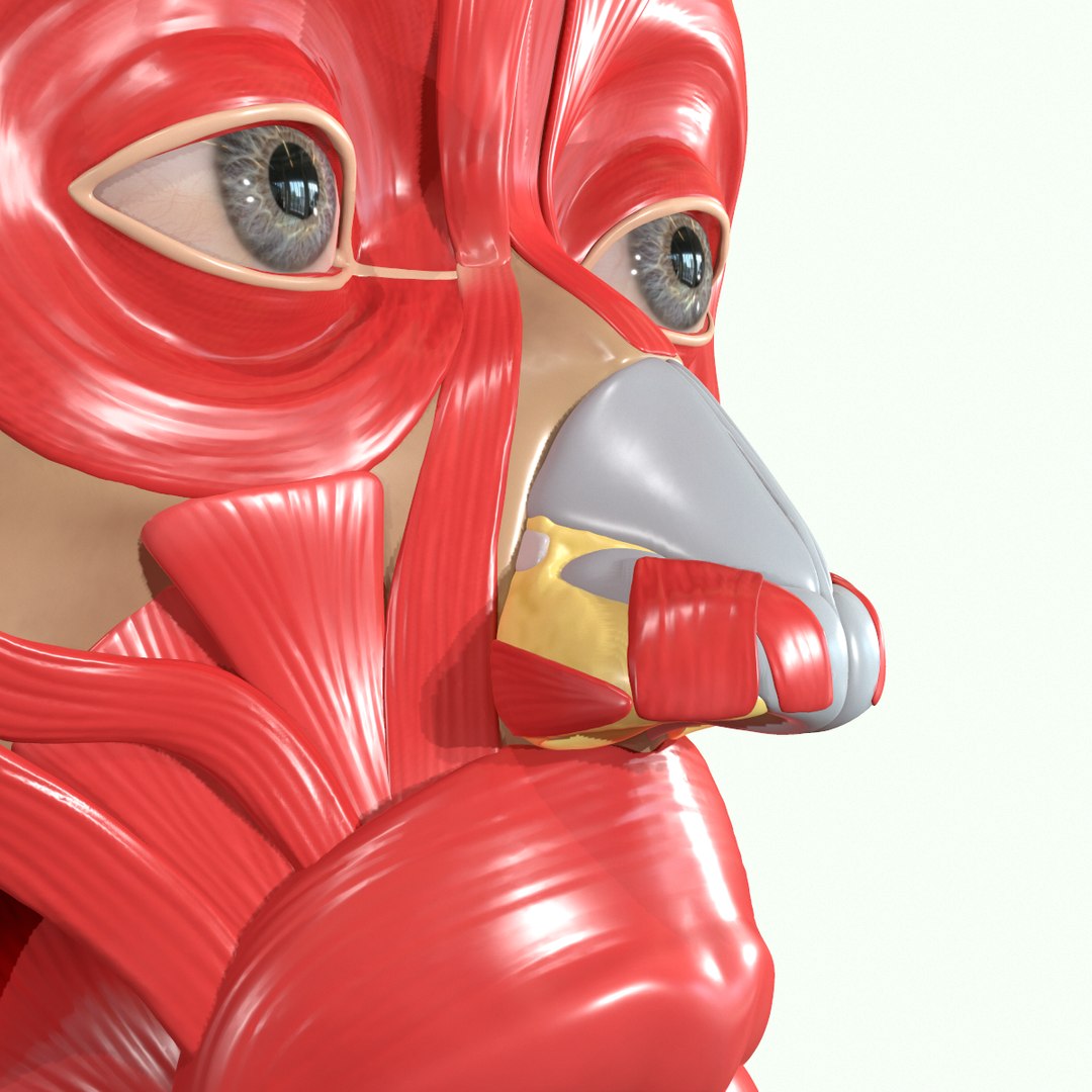 modeled muscles face anatomy 3D https://p.turbosquid.com/ts-thumb/Uo/Ui6HTQ/xDDPJnxw/14/png/1560428775/1920x1080/fit_q87/9d21d293535ba54c6ab9a2e9edad888df3d12f45/14.jpg