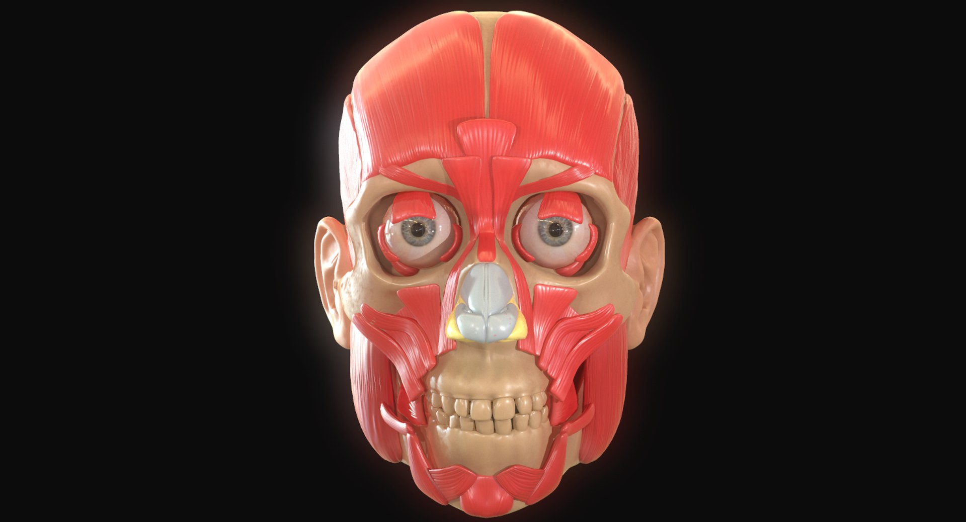 modeled muscles face anatomy 3D https://p.turbosquid.com/ts-thumb/Uo/Ui6HTQ/xNtGc6Hg/16/png/1560440403/1920x1080/fit_q87/d48e2c6123a92a947b33239ce0c905f885dfae3e/16.jpg