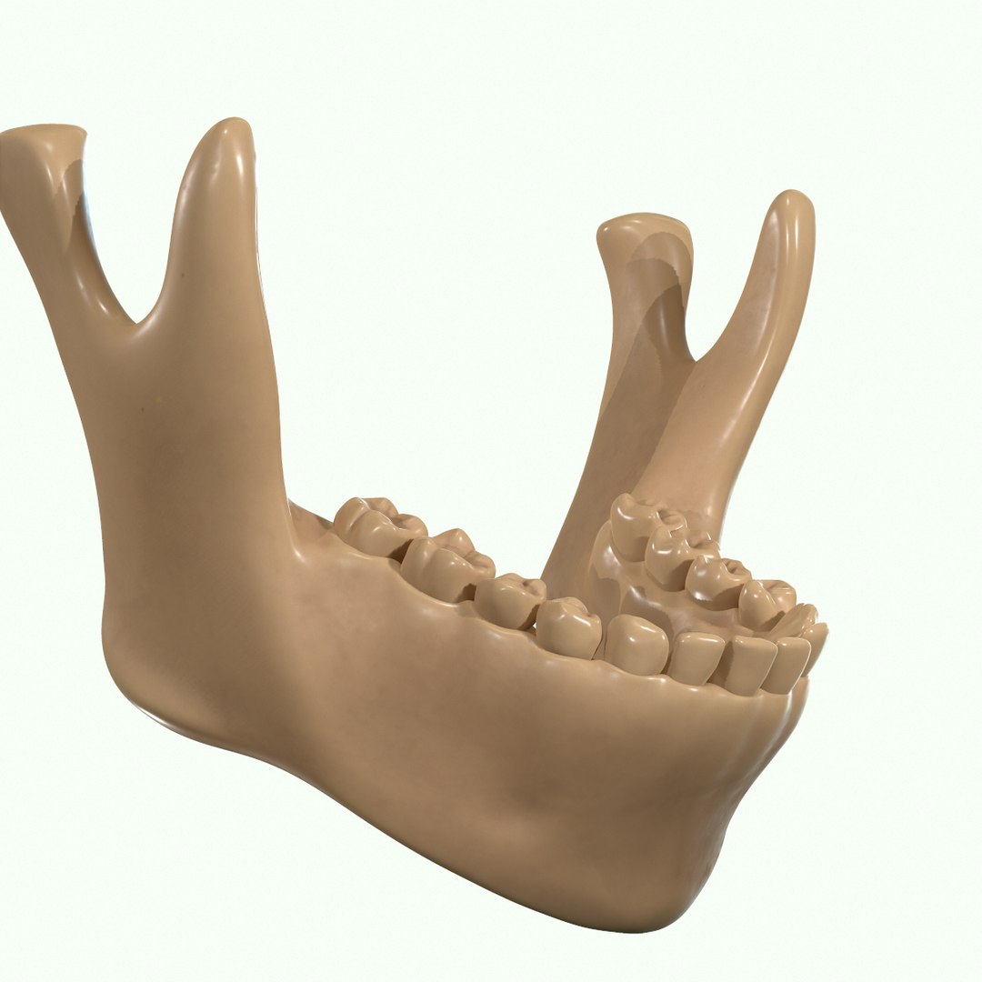 modeled muscles face anatomy 3D https://p.turbosquid.com/ts-thumb/Uo/Ui6HTQ/yKvPHsQ6/46/png/1560428775/1920x1080/fit_q87/75be2890bbf6103da37278df07c8ee3a032066e6/46.jpg