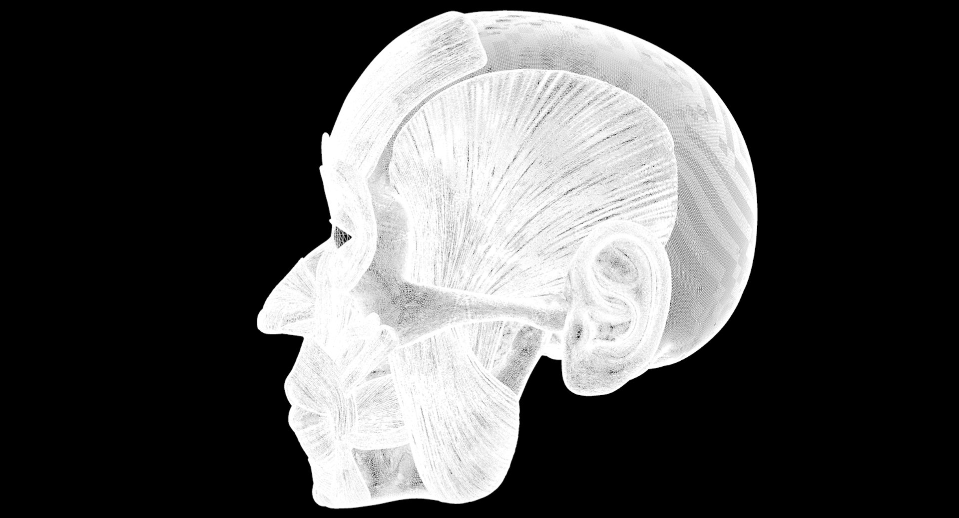 modeled muscles face anatomy 3D https://p.turbosquid.com/ts-thumb/Uo/Ui6HTQ/yzKMrp2J/w2/png/1560428776/1920x1080/fit_q87/35f8b3a35a9d758697765c719813edf04cc6707d/w2.jpg