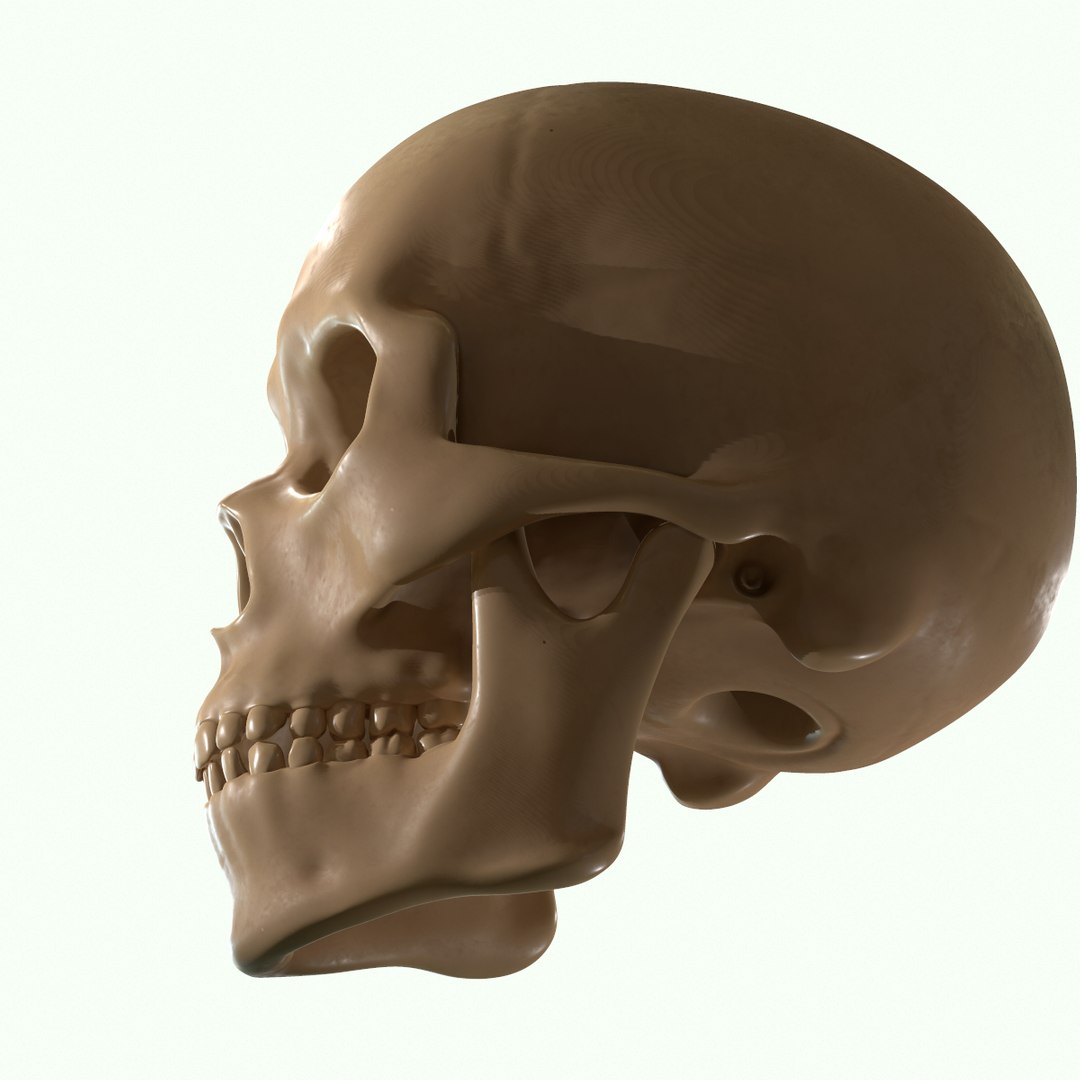 modeled muscles face anatomy 3D https://p.turbosquid.com/ts-thumb/Uo/Ui6HTQ/zncAryiM/28/png/1560428775/1920x1080/fit_q87/62b05cab8214644b617126a91936421f83fcfe7c/28.jpg