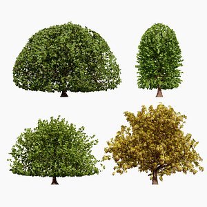 Moroccan Algerian Oak Collection model