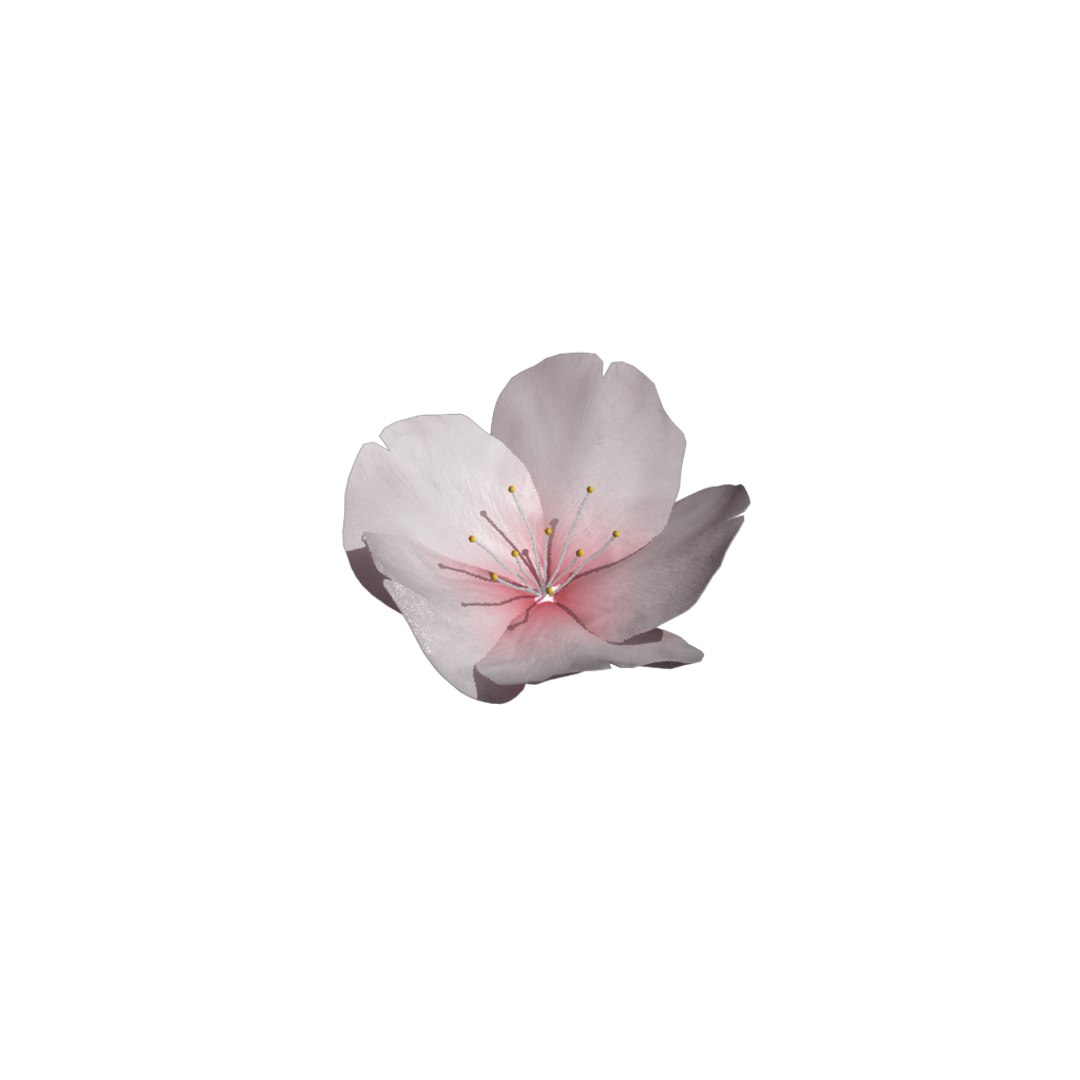 rigged sakura 3D https://p.turbosquid.com/ts-thumb/Uo/k6dk3E/sIdw196p/perspective/png/1490907154/1920x1080/fit_q87/797bee53f8af923188f088849e2983d39864d512/perspective.jpg