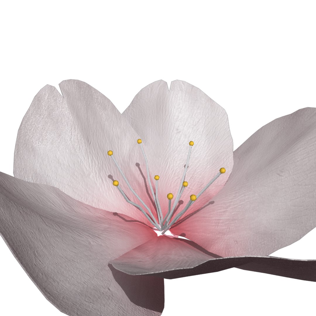 rigged sakura 3D https://p.turbosquid.com/ts-thumb/Uo/k6dk3E/y5UFAqcT/close/png/1490907154/1920x1080/fit_q87/1f6b640339a7b99b00995209431a60dc23a710e2/close.jpg