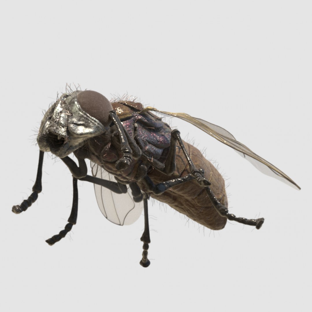 3D model housefly animation https://p.turbosquid.com/ts-thumb/Uo/kojviv/nhUo2RbZ/r1/jpg/1587591557/1920x1080/fit_q87/48e33c47edc1886b174212740fea89b5518653d3/r1.jpg