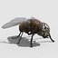 mosca doméstica