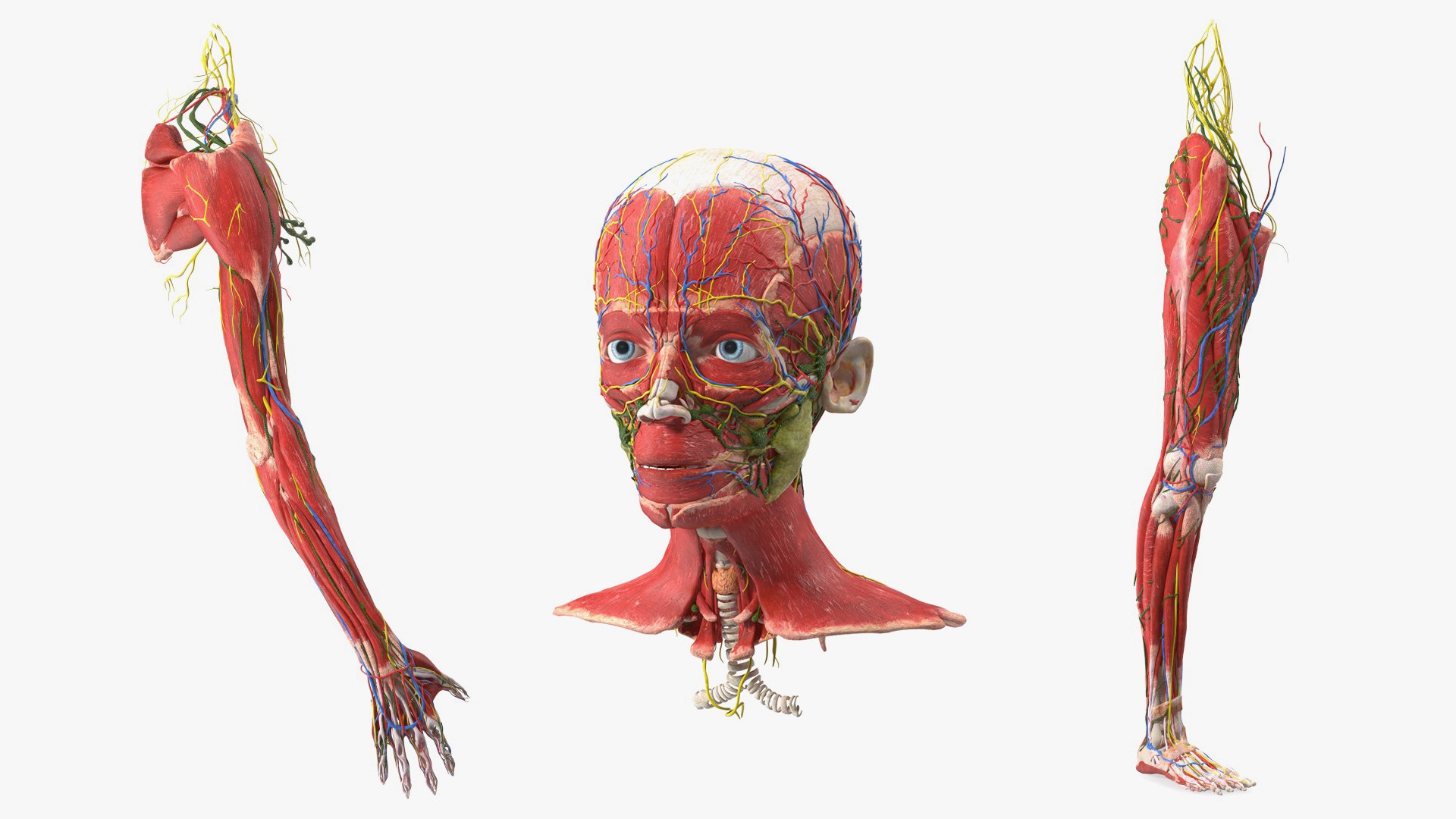 Boy Body Anatomy Collection 2 3D model preview