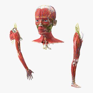 Boy Body Anatomy Collection 2 3D model