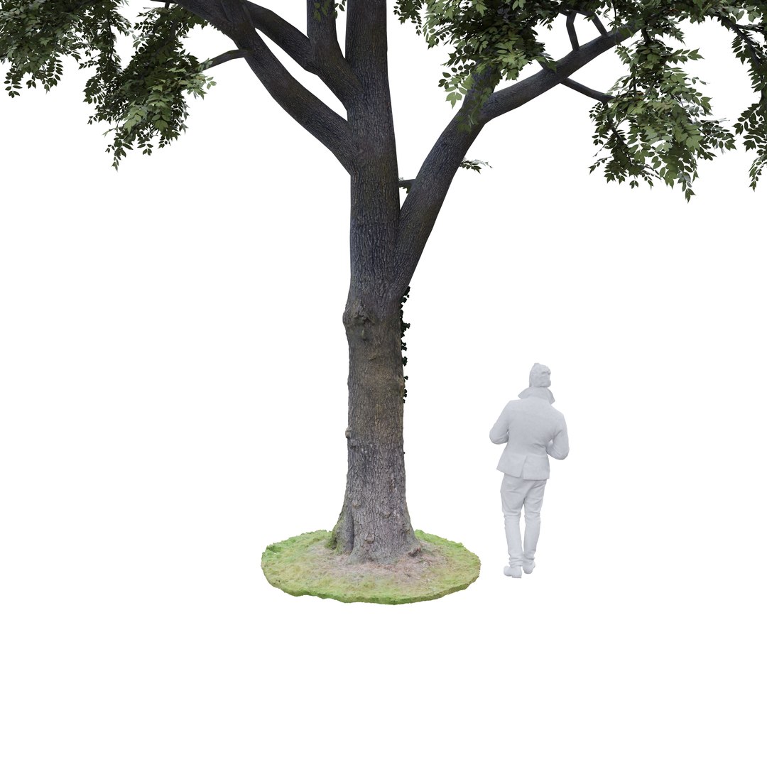 SCANNED Ash Tree model - TurboSquid 1827855
