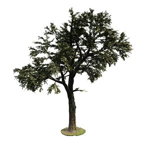 SCANNED Ash Tree model