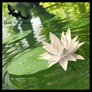 Water lily