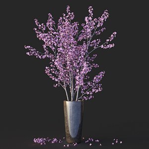 Sakura in vase