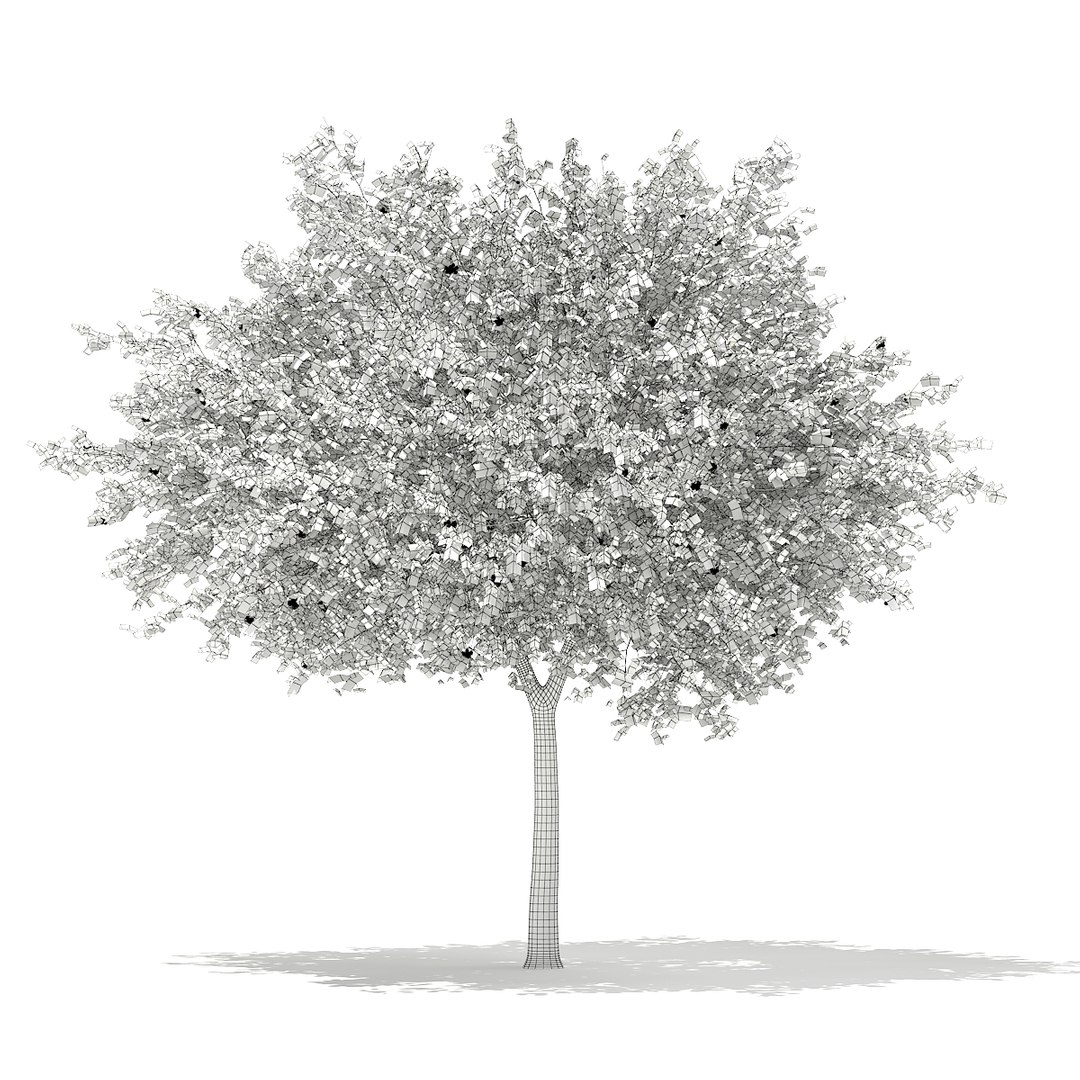 european rowan tree sorbus 3d max https://p.turbosquid.com/ts-thumb/Uo/v4YDli/d0feMEBd/cgaxis_models_67_50agrid/jpg/1470338558/1920x1080/fit_q87/ecece14fd8e63ce1e5fb14382cbbeafc2c2e49a0/cgaxis_models_67_50agrid.jpg