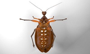 cockroach rigged 3d model