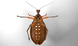 Cockroach