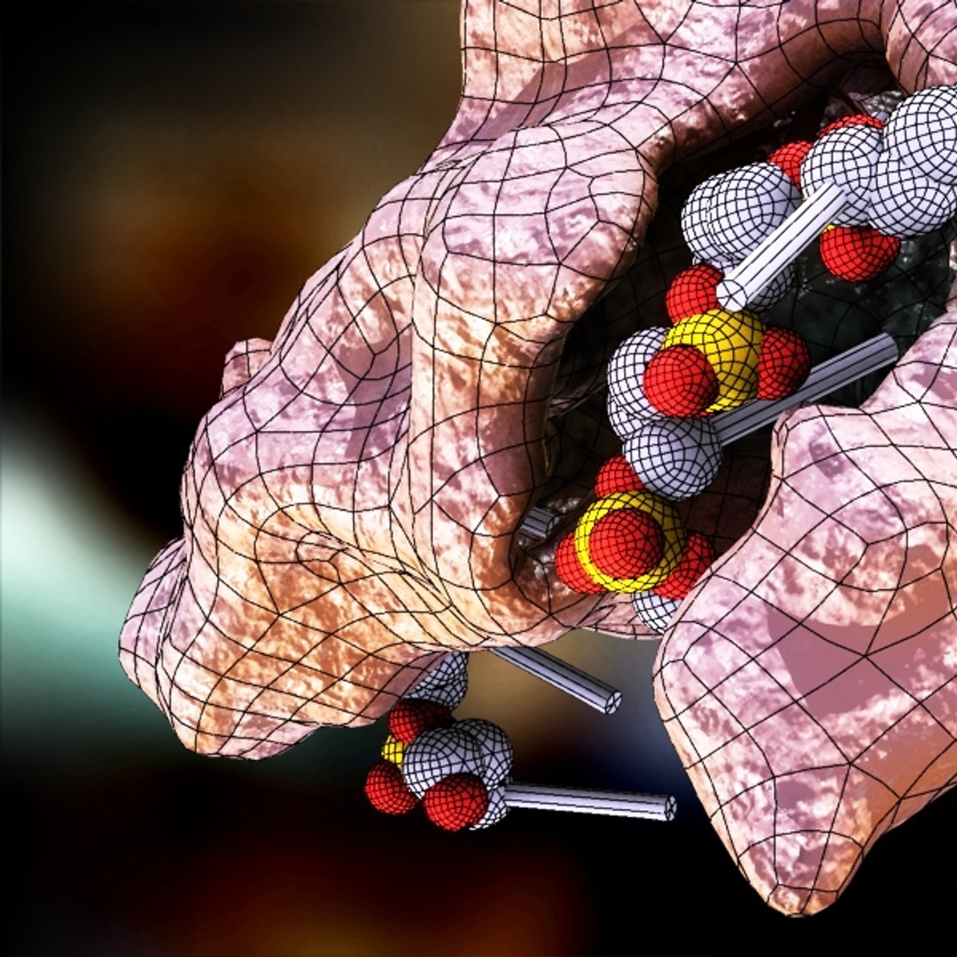 dna binding protein max
