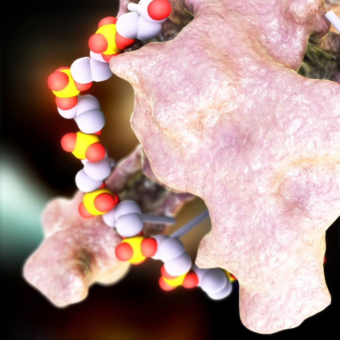 dna binding protein max