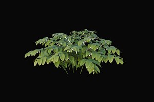 XfrogPlants Fragrant Solomons Seal - Polygonatum Odoratum