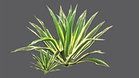 Agave Plant 3D Model Variegated Succulent Desert Plant for Garden Landscape Visualization