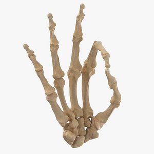 3D human hand bones ok