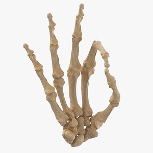 Real Human Hand Bones Ok Sign