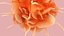 Dendritic Cell