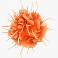 Dendritic Cell
