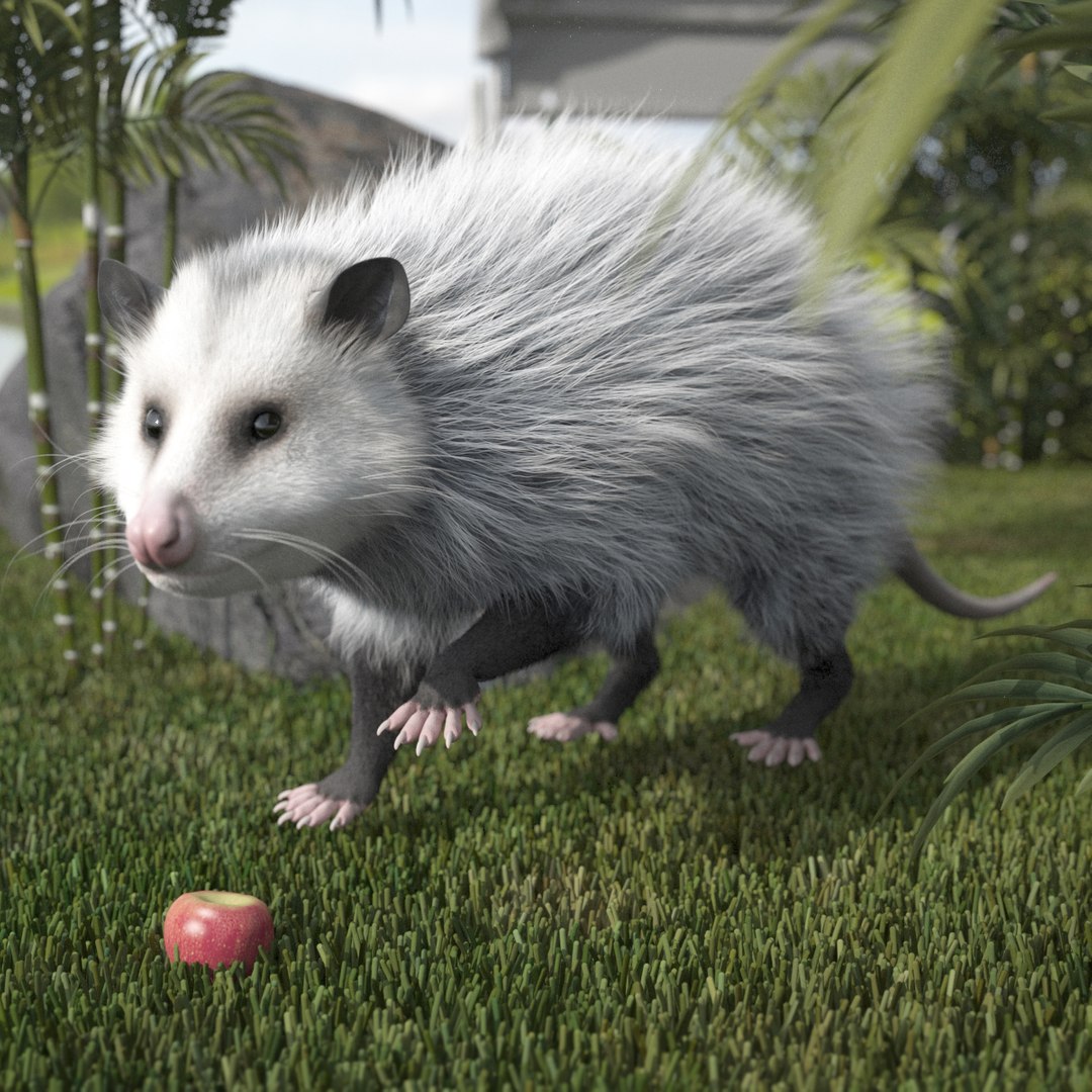 Opossum Walk and Dead Fur Animated Rigged 3D model preview