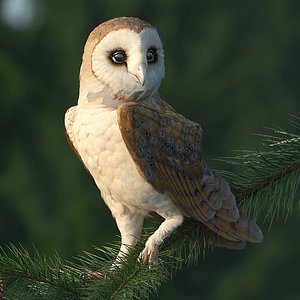 Barn Owl Rigged for Cinema 4D