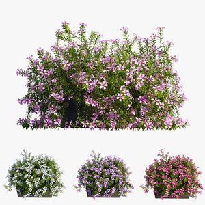 Plant Flower set 02