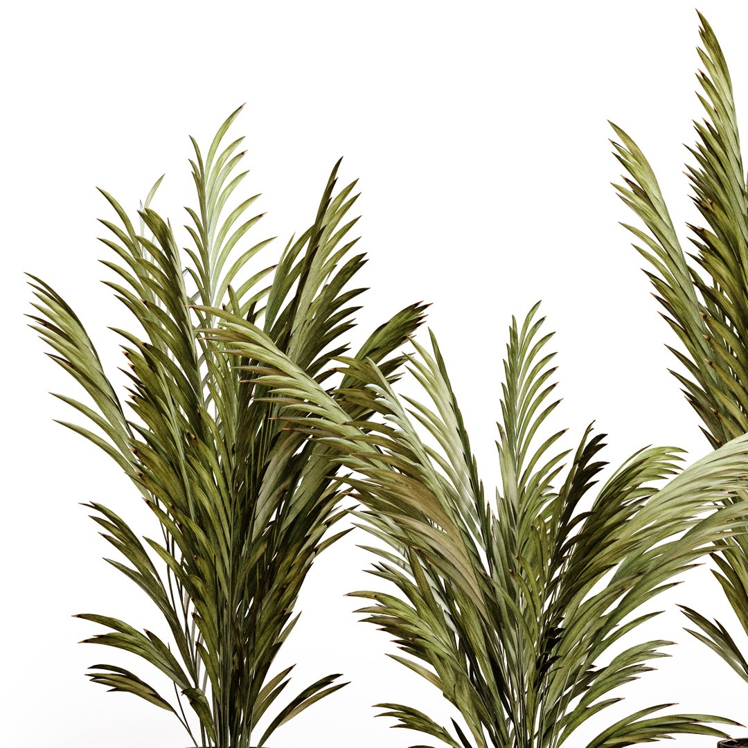 3D Palm plants 2 https://p.turbosquid.com/ts-thumb/Uq/1TQ25P/Jp/big_5/jpg/1638373754/1920x1080/fit_q87/545708bde824bb58e54cf9d30b0c91fdeee2a42a/big_5.jpg
