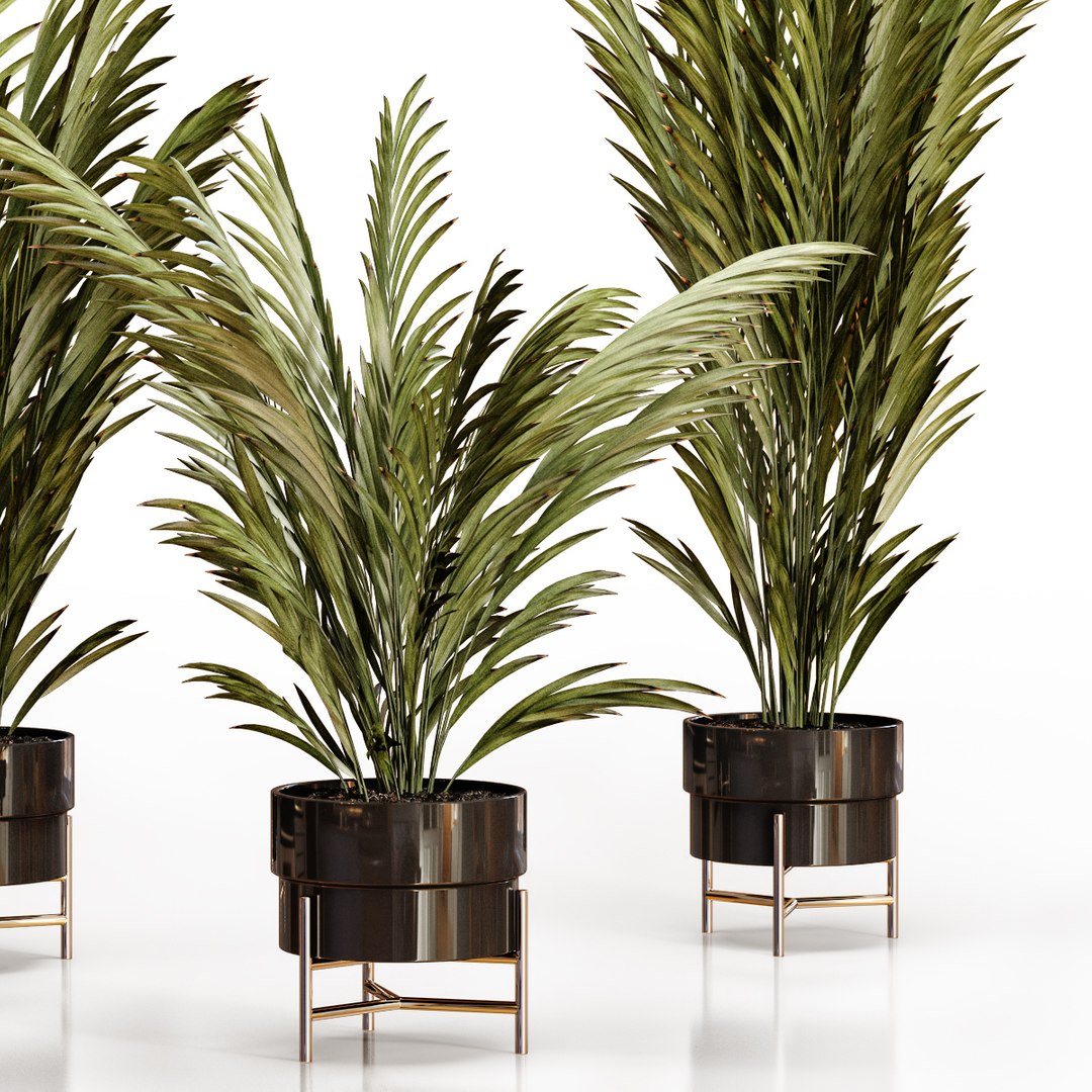 3D Palm plants 2 https://p.turbosquid.com/ts-thumb/Uq/1TQ25P/Wr/big_3/jpg/1638373753/1920x1080/fit_q87/1fad01274407833a092142a6cdd91a71e762ac99/big_3.jpg