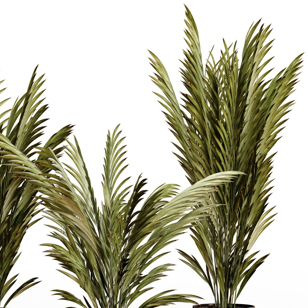 3D Palm plants 2 https://p.turbosquid.com/ts-thumb/Uq/1TQ25P/cg/big_4/jpg/1638373753/1920x1080/fit_q87/7afafc463eda42e46410e916d5c07fe6bcda8353/big_4.jpg