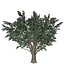 Biancospino comune - 02 -