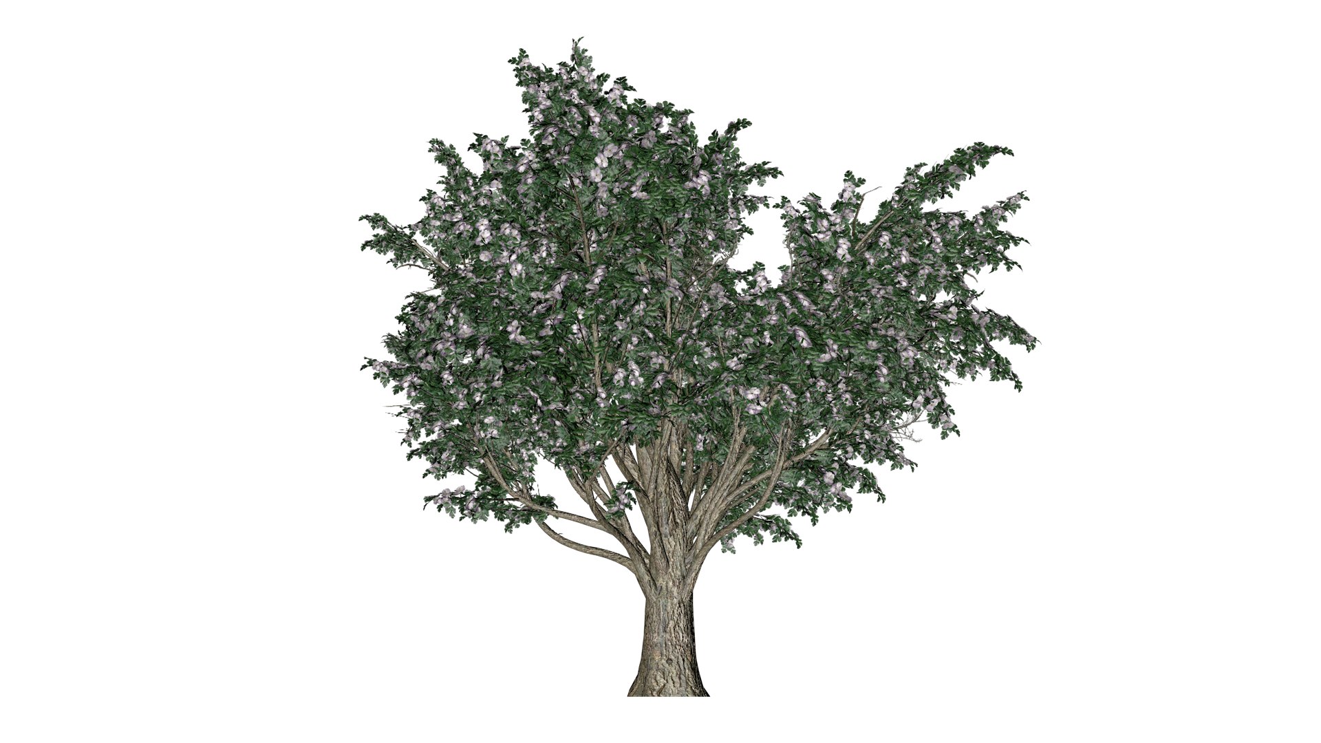 Common Hawthorn Tree - 02 - 3D model https://p.turbosquid.com/ts-thumb/Uq/5kFDNS/b2/ch_23/png/1741701391/1920x1080/fit_q87/9124181fd7cf1f07cbd3f1e6911321b889c78365/ch_23.jpg