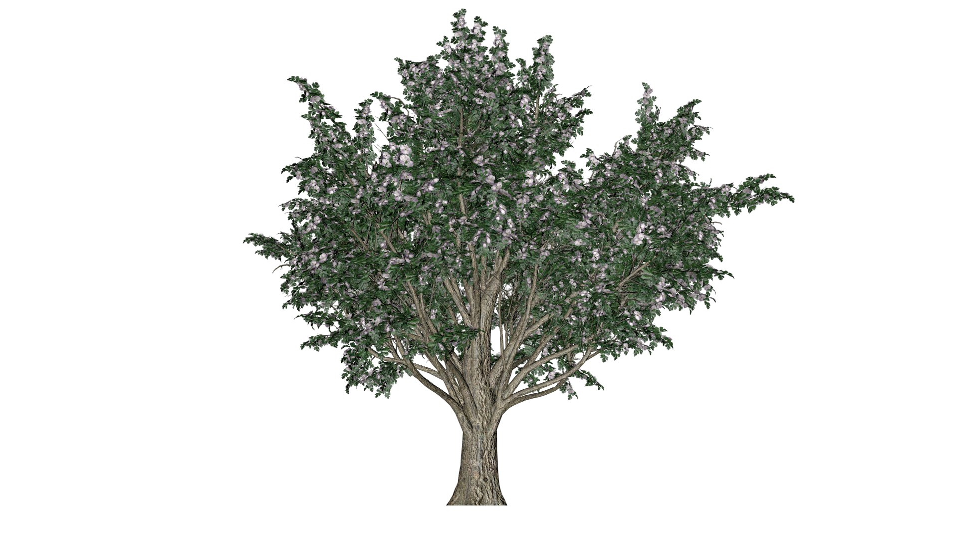 Common Hawthorn Tree - 02 - 3D model https://p.turbosquid.com/ts-thumb/Uq/5kFDNS/fU/ch_22/png/1741701391/1920x1080/fit_q87/5638a0caca0e9368b499fd5a4985198693066af0/ch_22.jpg
