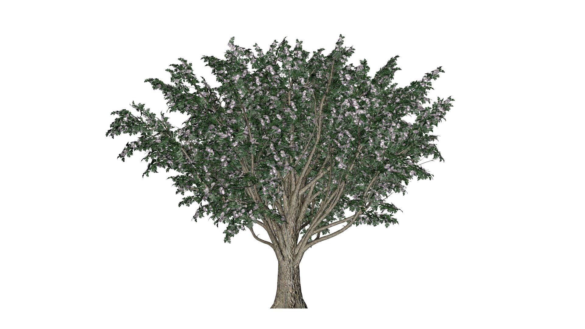 Common Hawthorn Tree - 02 - 3D model https://p.turbosquid.com/ts-thumb/Uq/5kFDNS/ql/ch_21/png/1741701391/1920x1080/fit_q87/694017fba6e68025ad058ccf081a7df043e3f58d/ch_21.jpg