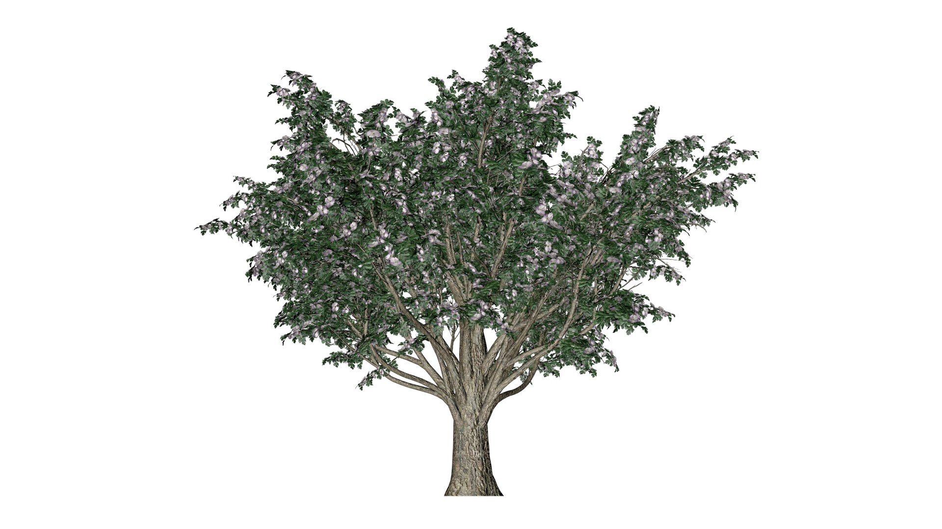 Common Hawthorn Tree - 02 - 3D model https://p.turbosquid.com/ts-thumb/Uq/5kFDNS/zK/ch_2/png/1741701390/1920x1080/fit_q87/20d71b718bb82c3de82815f55d0ed60a66e79d3a/ch_2.jpg
