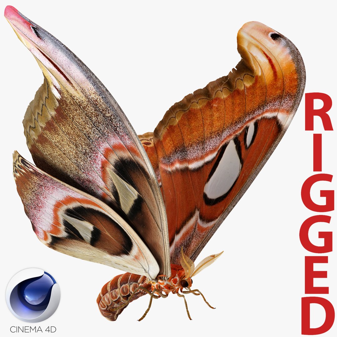 Atlas Moth Rigged for Cinema 4D 3D model preview