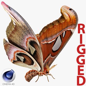 3D atlas moth rigged model
