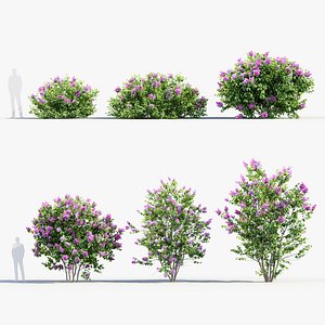 Syringa vulgaris Common lilac 3D model